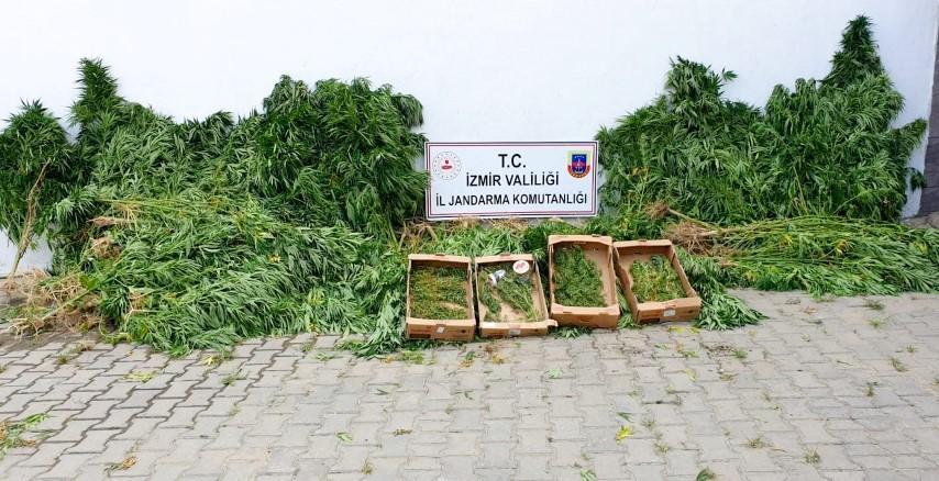 İzmir'in 9 ilçesinde düzenlenen uyuşturucu operasyonunda 12 şüpheli gözaltına alındı. Operasyonlarda ormanlık alanda ekili 2 bin 122 kök Hint keneviri, 100 gram kenevir tohumu, 1 kilo 800 gram esrar, 18 gram metamfetamin, 3 gram bonzai, 13 uyuşturucu hap ve 1 ruhsatsız av tüfeği ele geçirildi. ( Jandarma Genel Komutanlığı - Anadolu Ajansı )