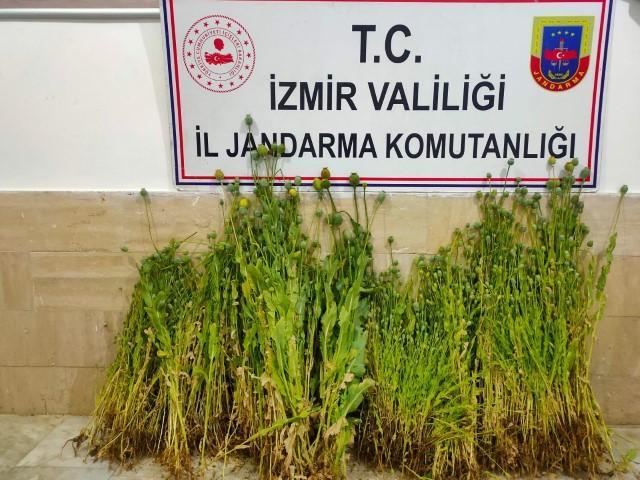 İzmir'de 3 bin 178 kök Hint keneviri ele geçirildi