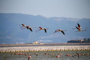 Yapay kuluçka adası yumurtadan çıkacak 18 bin flamingoyu bekliyor