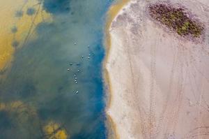 UNESCO Dünya Doğa Mirası adayı Gediz Deltası (İzmir Kuş Cenneti), zengin yaşam kaynaklarıyla nesli tehlike altında olan tepeli pelikan, bozkır delicesi, Sibirya kazı gibi canlıların da aralarında bulunduğu yaklaşık 300 kuş türüne ev sahipliği yapıyor. Gediz Nehri'nin binlerce yılda taşıdığı alüvyonların İzmir Körfezi'nde birikmesiyle oluşan Gediz Deltasında Kış Ortası Su Kuşu Sayımı (KOSKS) kapsamında bu yıl 58 bin birey kuş kayıt altına alındı. ( Lokman İlhan - Anadolu Ajansı )