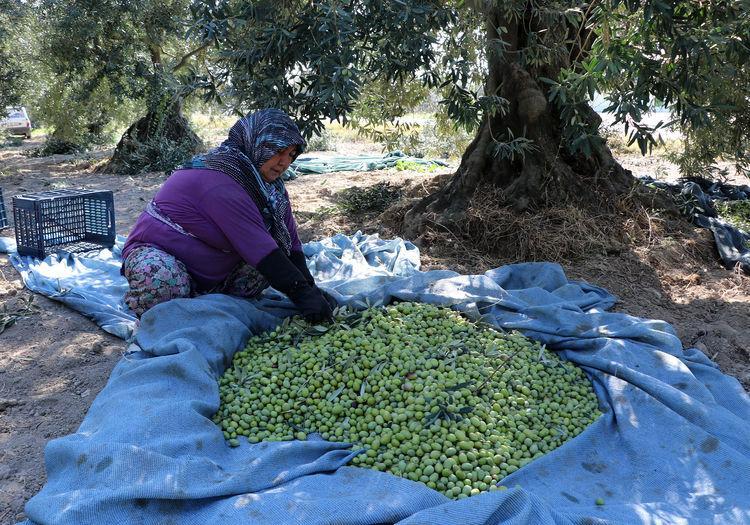 Sofralık zeytinde hedef 130 bin ton ihracat