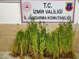 İzmir'de 3 bin 178 kök Hint keneviri ele geçirildi