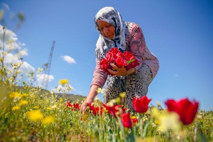 İzmir'in Dikili ilçesinde kooperatif çatısı altında güçlerini birleştiren kadın üreticiler, kozmetik ve ilaç sektöründe kullanılmak üzere yetiştirdikleri lale soğanlarını bir firma aracılığıyla Hollanda'ya gönderiyor. Şu sıralar kırım işlemini gerçekleştirdikleri ürünleri haziran ayında hasat etmeye başlayacak kadınlar, bu yıl daha çok soğanı yine Hollanda'ya göndermeyi hedefliyor. ( Halil Fidan - Anadolu Ajansı )