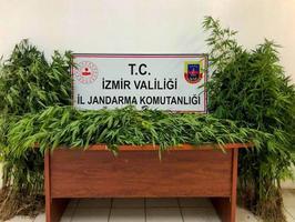 İzmir'de jandarma ekiplerince 8-22 Ağustos 2022 tarihleri arasında düzenlenen uyuşturucu operasyonlarında gözaltına alınan 63 şüpheliden 6'sı tutuklandı. ( İzmir İl Jandarma Komutanlığı - Anadolu Ajansı )
