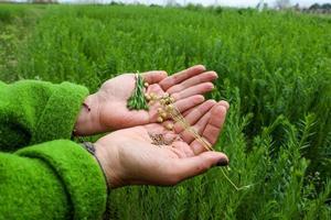 İzmir'de tarımsal araştırma geliştirme yapan Döngü Kooperatifi ile Ege Tarımsal Araştırma Enstitüsü tarafından yürütülen projeyle geliştirilen kuraklığa dayanıklı keten çeşitleri, toprakla buluştuğu tarlalarda boy vermeye başladı. ( Lokman İlhan - Anadolu Ajansı )