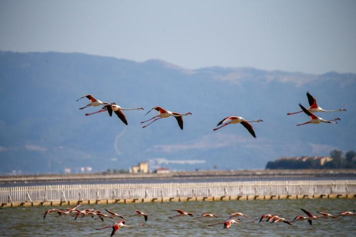 Yapay kuluçka adası yumurtadan çıkacak 18 bin flamingoyu bekliyor