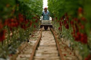 Sera üreticileri, Türk Hava Yollarının (THY) sağlayacağı kargo desteğiyle, Dubai ve Katar'a 200 milyon dolarlık domates ihracatı yapacak. ( Evren Atalay - Anadolu Ajansı )