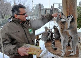 Türkiye'nin en büyük doğal yaşam parklarından İzmir Doğal Yaşam Parkı'ndaki hayvanlar, kentte etkili olan karın keyfini çıkardı. Sasalı'da 425 dönümlük alanda kurulan ve 125'ten fazla türde bin 500'e yakın hayvanı bünyesinde barındıran İzmir Doğal Yaşam Parkı'ndaki bazı hayvanlar bir ilki yaşadı. Kentte 4 Ocak 2002'den bu yana görülen en etkili kar yağışı, parkın kurulduğu 2008'den beri İzmir'in ılık kışlarına alışan kaplan, aslan, kurt ve ayıları da şaşırttı. Kar yağışının ardından kafeslerinden çıkan hayvanlar, beyaz örtüyle kaplı zeminde dolaştı.  ( Ahmet Bayram - Anadolu Ajansı )