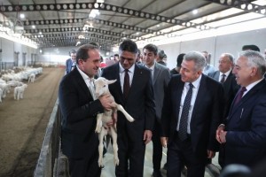 110 üreticiye 210 küçükbaş hayvan