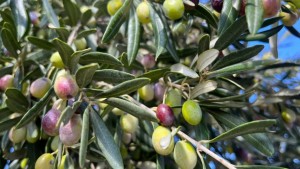 Zeytin Hasat Şenliği yarın