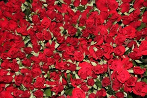 GÜLLER HAKKINDA BİLGİLER