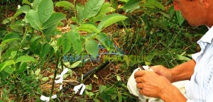 Aşılı ceviz fidanı