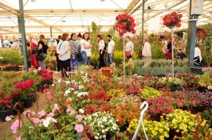 MİS GİBİ FESTİVAL