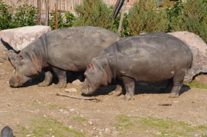 "DOĞAL YAŞAM" AİLESİ BÜYÜYOR