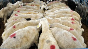 BERGAMA'DA HAYVAN HIRSIZLIĞI