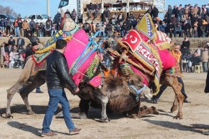 BERGAMA DEVE GÜREŞLERİ 14 ŞUBAT'TA