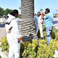 PALMİYELERE “ENDOTERAPİ”