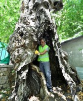 ANIT AĞAÇLARA "HAYAT ÖPÜCÜĞÜ"