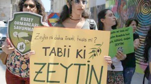 ZEYTİNLER ŞİMDİLİK KURTULDU