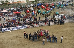 SELÇUK'TA 35. DEVE GÜREŞİ COŞKUSU