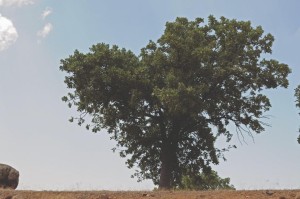 “BİR FİDAN BİR DÜNYA” KAMPANYASI BAŞLADI