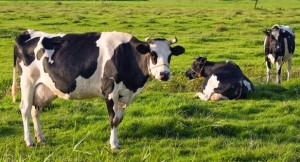 MİLLİ EMLAK'TAN HAYVAN SATIŞ İHALESİ