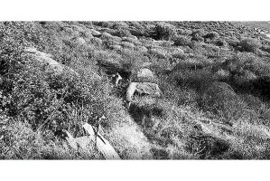 YABAN HAYATINA FOTOKAPANLI KAYIT