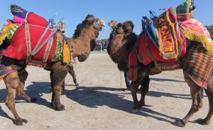 DİKİLİ’DE DEVE GÜREŞİ HEYECANI