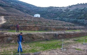 İZMİR'DE 77 MAHALLEYE GELİR GETİRİCİ ORMAN