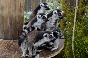 MADAGASKAR’DA DOĞDU, İZMİRLİ OLDU