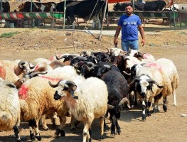 Kurban kesim fiyatları belli oldu