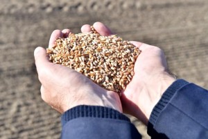 TARIMDA İZMİR RÜZGARI