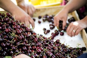 KİRAZ VE ÜZÜMDE TÜRKİYE-ŞİLİ İŞBİRLİĞİ