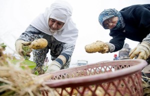 PATATES ÜRETİCİLERİNİN YÜZÜ GÜLÜYOR