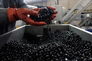 ZEYTİNYAĞI İHRACATÇILARI SEZONA HIZLI BAŞLADI