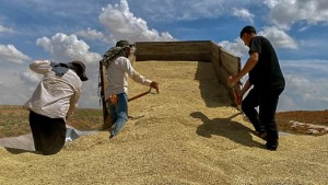 2,5 milyon ton ürün stoklara alındı