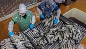 SU ÜRÜNLERİ İHRACATINDA YIL BİTMEDEN REKOR GELDİ