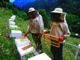 Arıcılara kurs verilecek