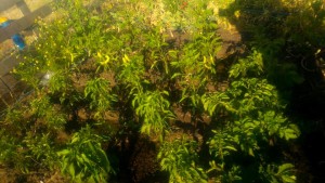 TARIM ATÖLYESİ İLK MAHSULLERİNİ VERDİ