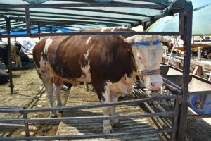 KURBANLIK KESİM FİYATLARI AÇIKLANDI