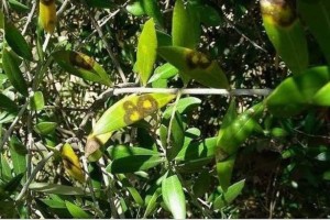 ZEYTİNDE HALKALI LEKE HASTALIĞINA DİKKAT