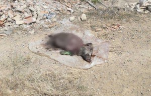 ARKA PLAJ'DA DOMUZ LEŞİ BULUNDU