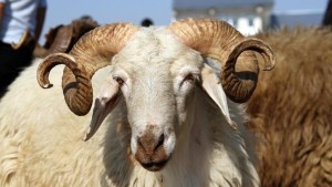 VEKÂLET YOLUYLA KURBAN KESİM BEDELİ AÇIKLANDI