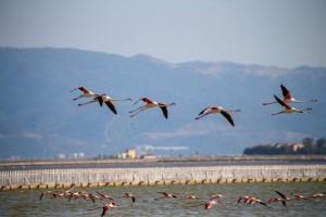 YAPAY KULUÇKA ADASI 18 BİN FLAMİNGOYU BEKLİYOR