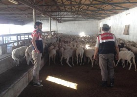 HAYVAN HIRSIZLARINA OPERASYON