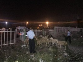 TRENİN ÇARPTIĞI ÇOBAN ÖLDÜ