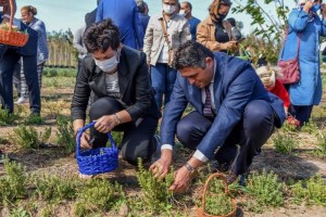 ADAÇAYI İLE KEKİK HASADI YAPTILAR