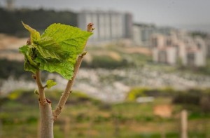 Yangında zarar gören ağaçlar yeşerdi
