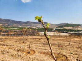 Yanan ormanlardan yüzleri gülümseten gelişme
