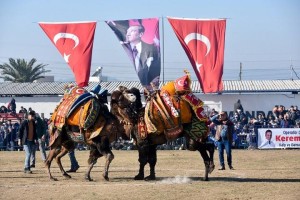 HELVACI’DA DEVE GÜREŞLERİ İLGİ GÖRDÜ